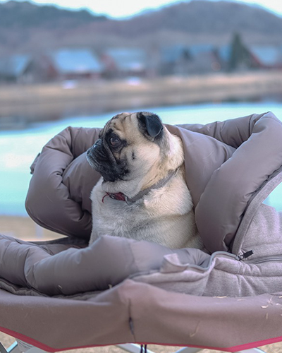 ⁣⁢Sac De Couchage Pour Chien⁤⁣