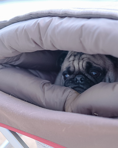 ⁣⁢Sac De Couchage Pour Chien⁤⁣